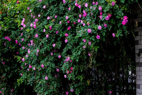 【蔷薇摄影图片】生态摄影_太平洋电脑网摄影部落