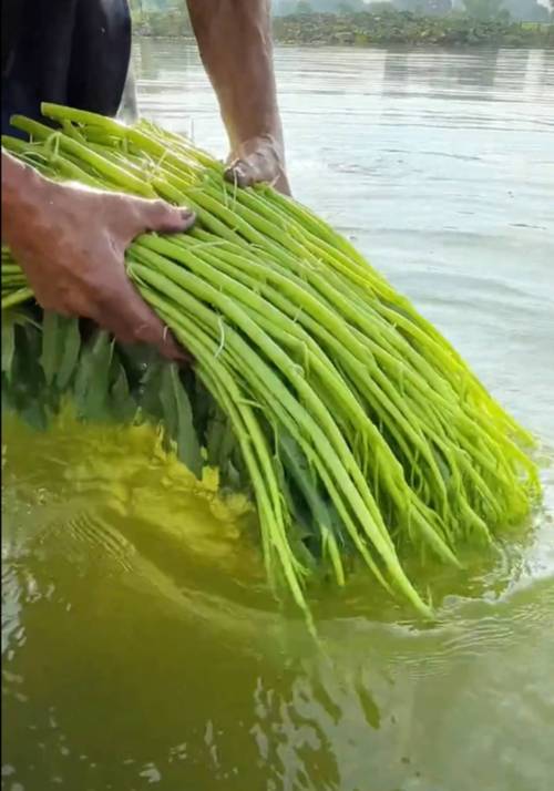 这是广西博白的特产空心菜,小伙伴们吃过吗?