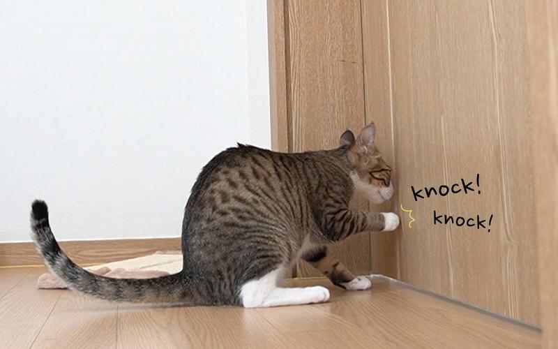 小猫敲门各种卖萌