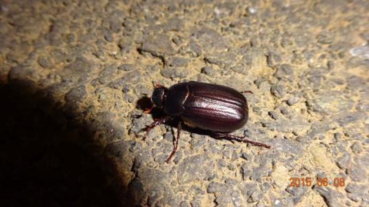 这是什么虫子?它吃什么?