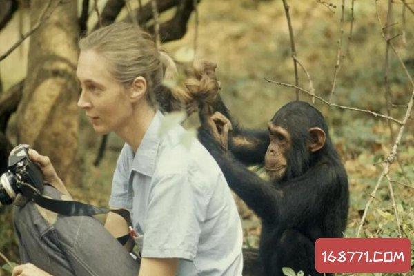 知名动物学家,珍妮·古道尔是个地道的伦敦人