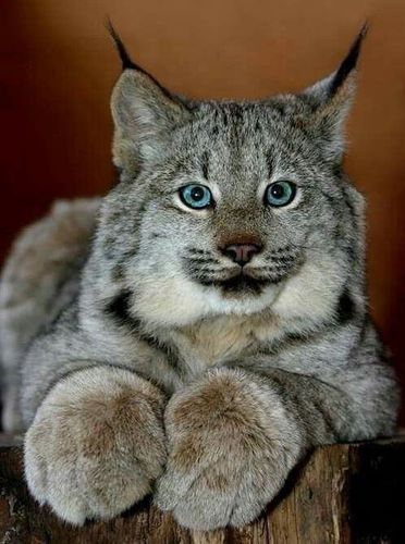 虽然面相上我更喜欢伊比利亚猞猁,可是加拿大猞猁这种憨厚,老实