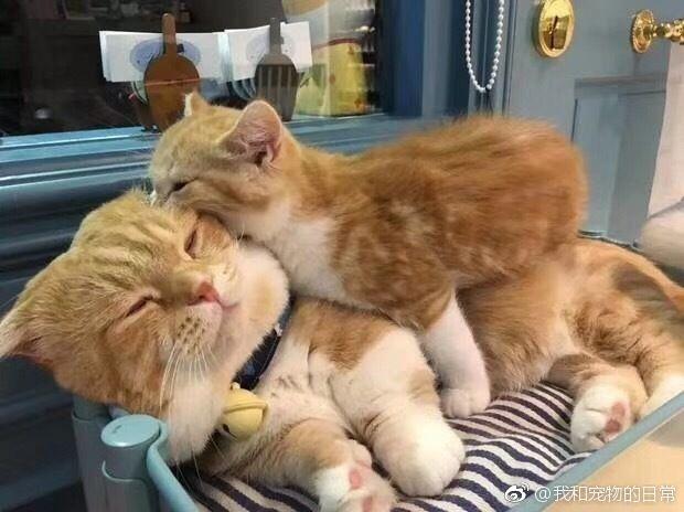 有这么个粘人的小家伙/小妖精,我也很无奈啊