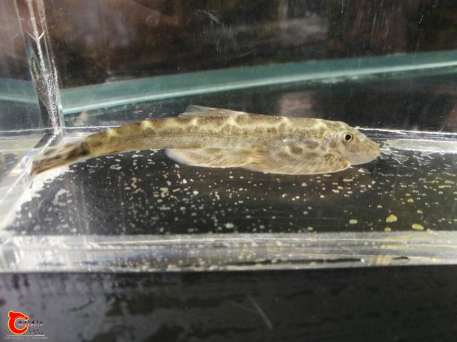 西昌华吸鳅(sinogastromyzon sichuangensis),有两种花纹表现