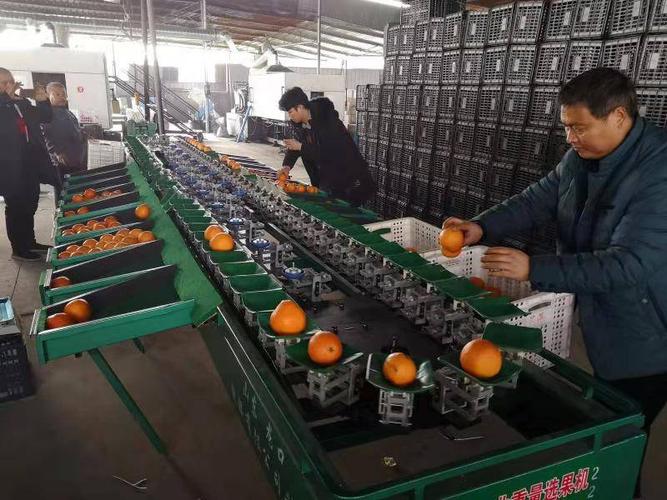 柑桔分选机,无损伤不知火选果机厂家直销
