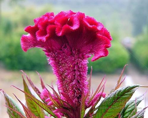 鸡尾凤冠花种子鸡冠花 调色板混三色阳台庭院盆栽室内