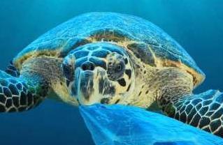 经济学人下载:为什么海龟吃塑料垃圾(2)