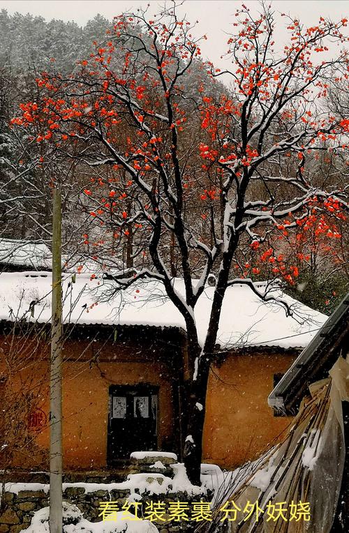 看红装素裹,分外妖娆