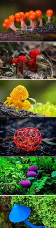 蘑菇图片,毒蘑菇图片让你见识下你没有见过的蘑菇图片