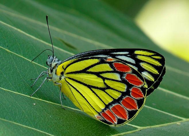 黑脉斑粉蝶(delias eucharis).
