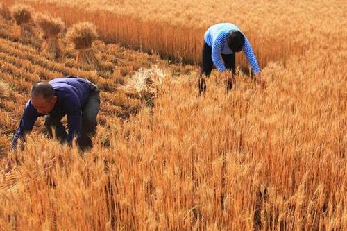 小麦收割在即,为何有专家呼吁禁止用收割机收麦子?农民怎么办?