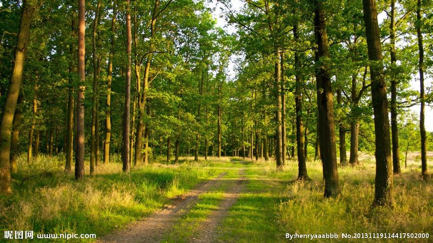 树林深处图片