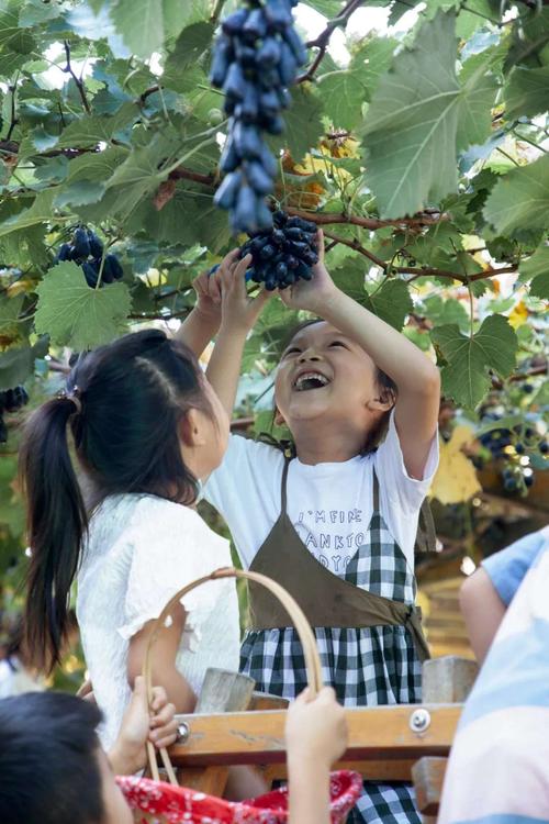 在孩子们的指尖——记临猗县县直第一幼儿园大三班"摘葡萄"课程小故事