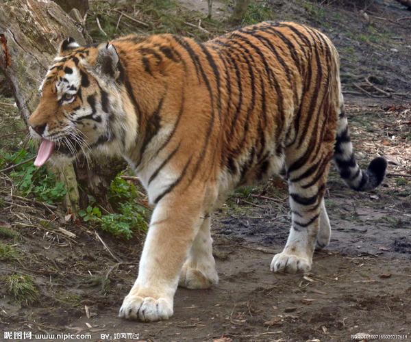 老虎与狮子的脚谁大