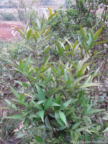 [转载]黄根--摄于武鸣