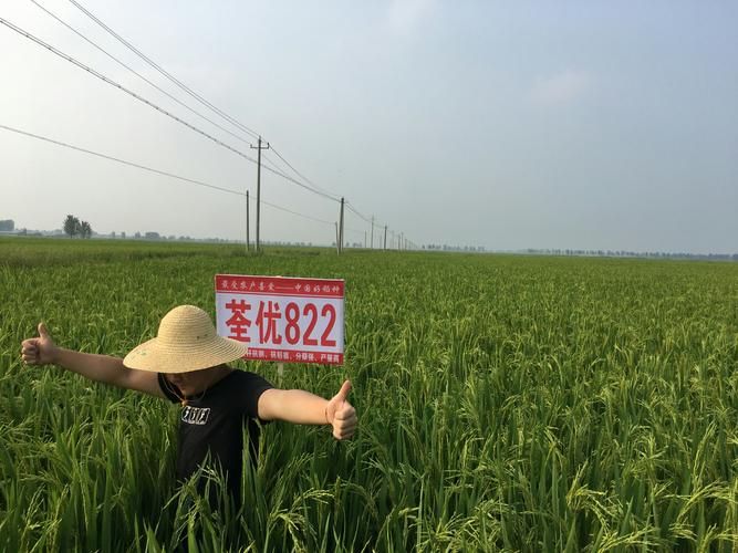 中国好稻种-----荃优822