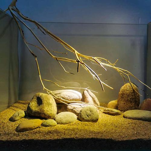 鱼缸沉木造景鹿角枝树森林南美原生草缸小号造景