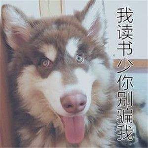 出来单挑啊哈士奇视频v1.