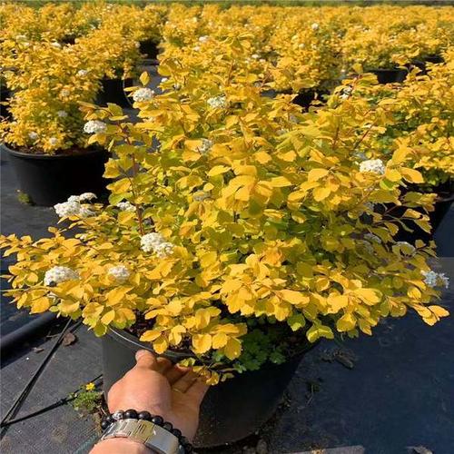 长期供应灌木菱叶绣线菊黄金喷泉绣线菊品种耐寒耐旱成活率