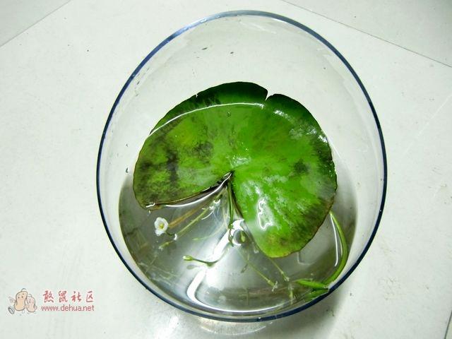 一叶莲
