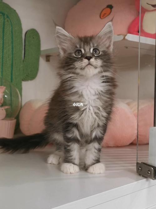 温柔的巨人,缅因猫找家长_缅因猫_宠物_猫_晒猫