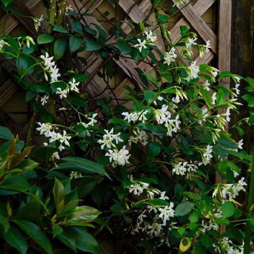 购客络石藤 暖暖半岛 风车茉莉 银丝茉莉爬藤植物四季常绿耐热耐寒