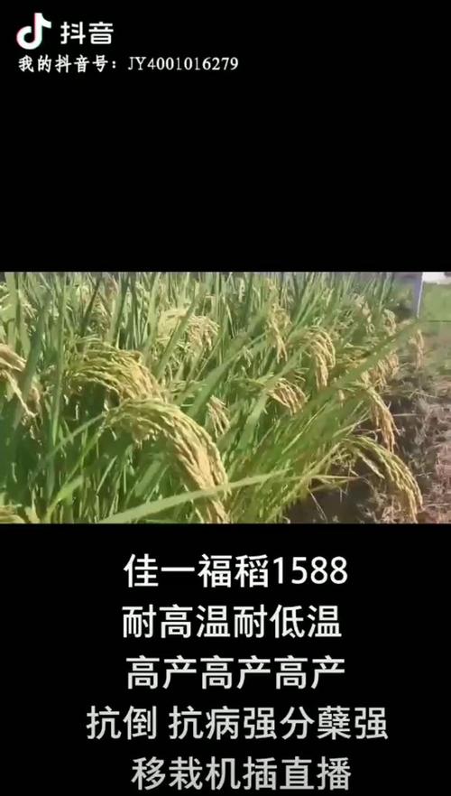 优质高产抗病杂交水稻种子佳一福稻1588