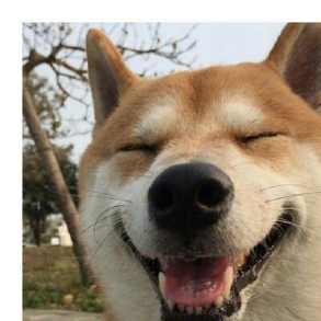 逗比狗狗情侣头像