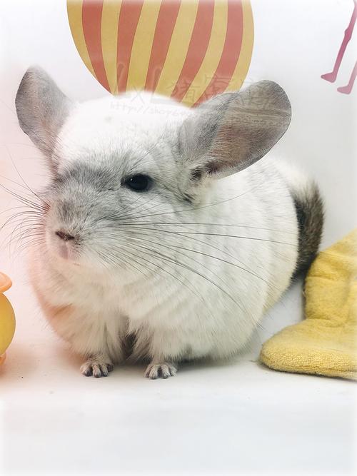 龙猫一对一实拍猫宝宝进口后代大体体型纯白色银斑龙猫