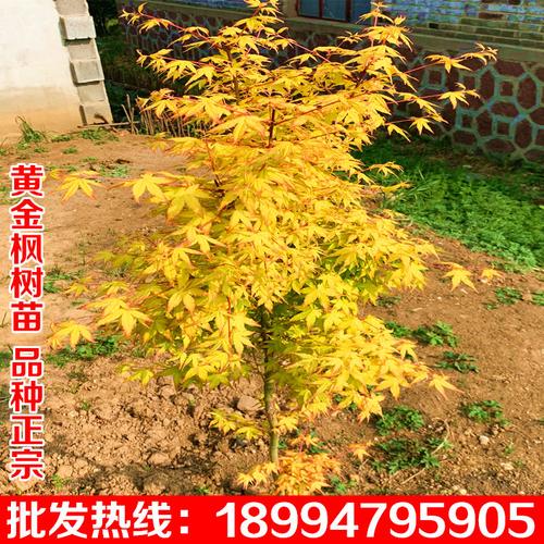 橙之梦黄金枫树苗黄金赤枫日本红枫树苗庭院盆栽花卉植物绿化苗木