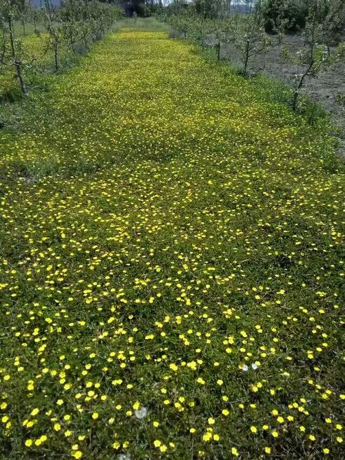 优良地被蛇莓委陵菜