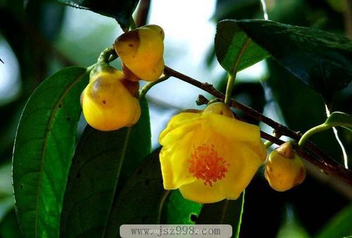 金花茶树种植方法_金花茶种植要点