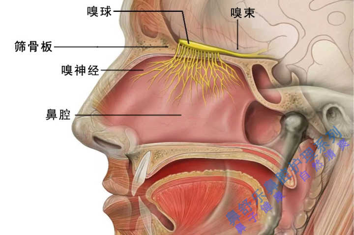 物质散发到空气中的气味分子,嗅神经中对应的感受器.二者缺一不可.