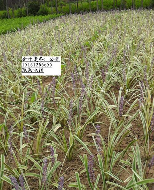 大量金叶麦冬 麦冬草 金娃娃萱草等地被绿化