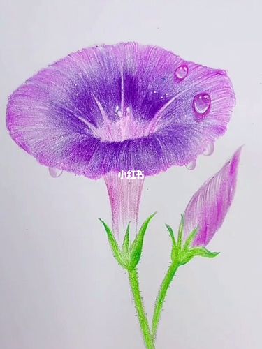 崩溃|为什么这么详细牵牛花教程却没人看_牵牛花_教程_铅笔_彩铅