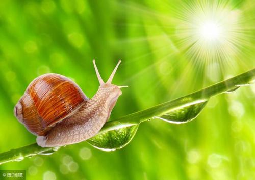 让蜗牛往前爬,我在后面生闷气.