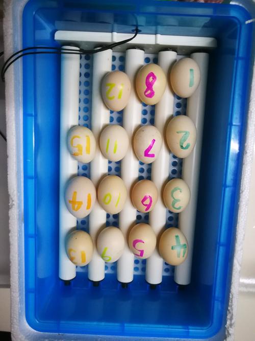 小鸡孵化实验(漫长的21天)