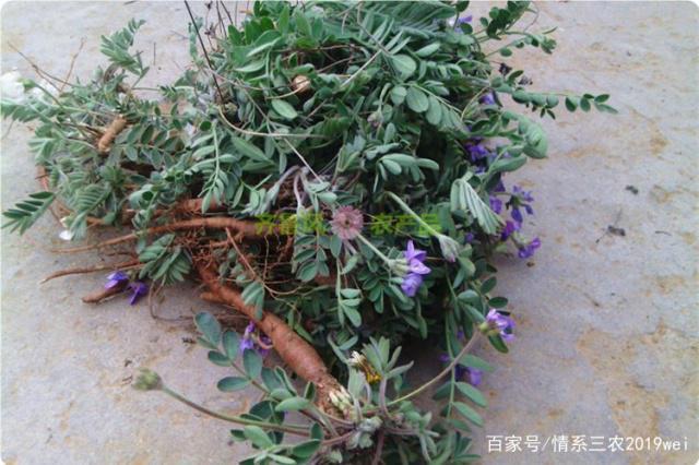 农村地里的甜苦地丁