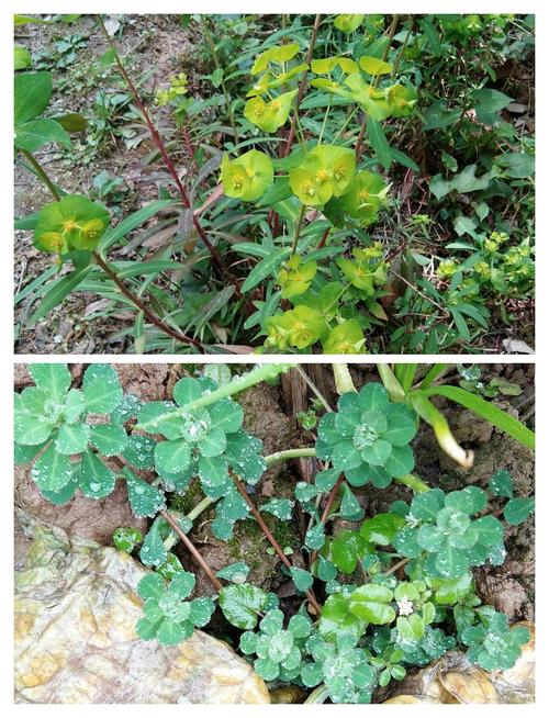 猫眼草与猫儿眼睛草第一张是猫眼草又叫二郎箭