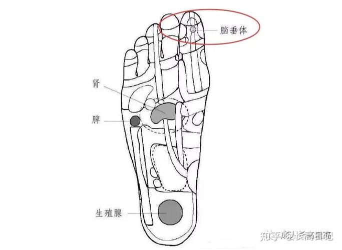 位置:脚部拇趾指腹的中心