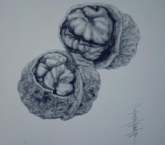 素描 梧桐树叶 核桃