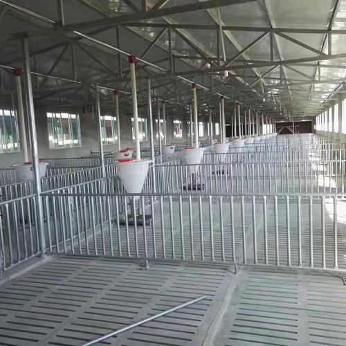 自动化养猪设备养猪料线猪场自动喂料系统