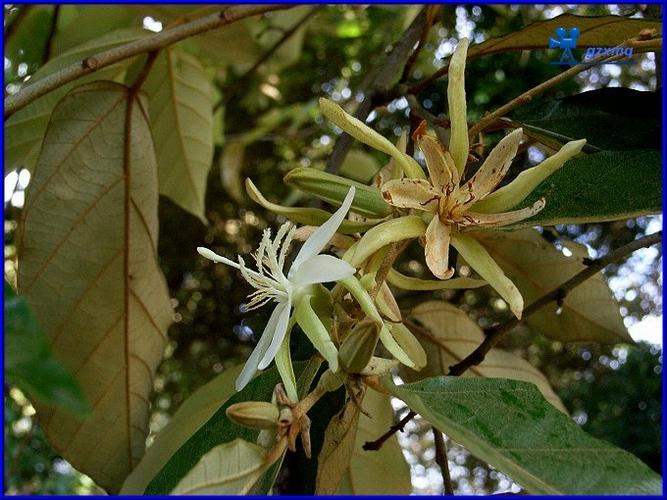 翻白叶树 pterospermum heterophyllum