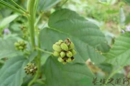 补骨脂的副作用_补骨脂禁忌