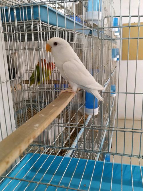 白桃牡丹鹦鹉品种介绍