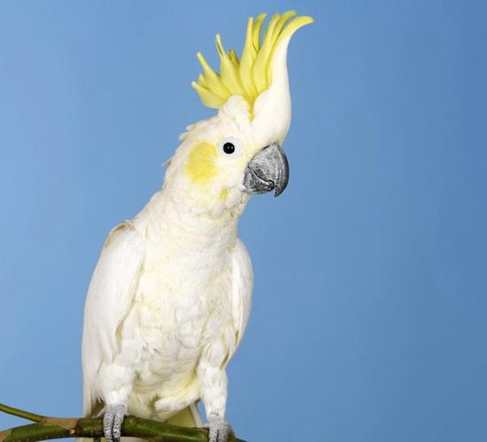 新手养鹦鹉注意事项有哪些?小型鹦鹉的种类有哪些?