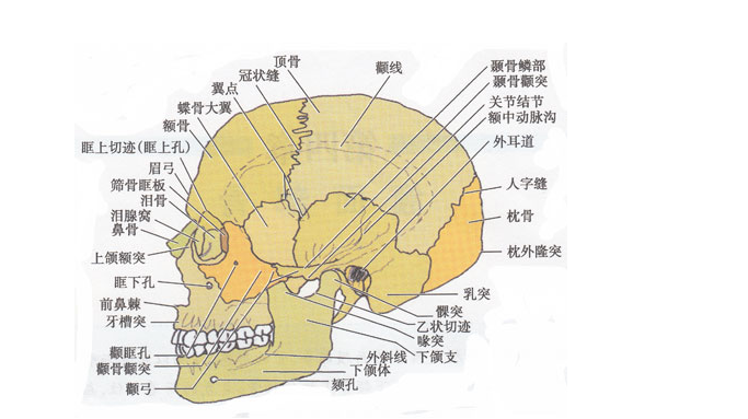 新生儿颅骨的全部名称拼音