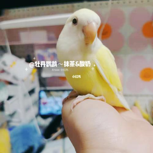 手养牡丹鹦鹉----日本桃"瓜子"_牡丹_鹦鹉_瓜子_日本