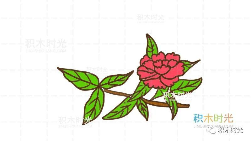 植物花卉简笔画大全:画牡丹花简笔画