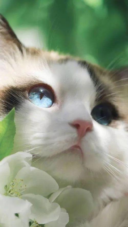 可爱猫咪壁纸,卖萌